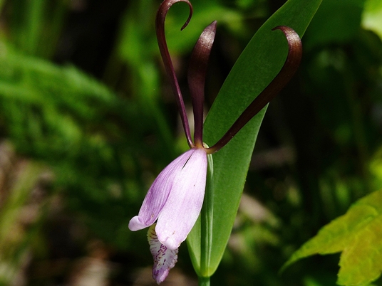 {Cleistesiopsis oricamporum}